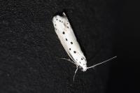 Ethmia terminella