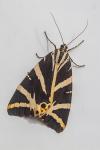 Euplagia quadripunctaria