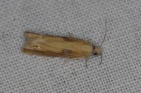 Eucosma obumbratana