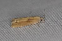 Eucosma obumbratana