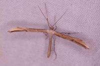 Emmelina monodactyla