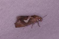 Epiblema foenella