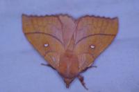 Odonestis pruni