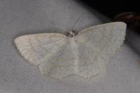 Cabera exanthemata