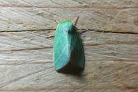 Pseudoips prasinanus