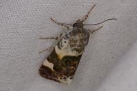 Acontia lucida