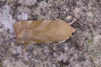 Noctua fimbriata