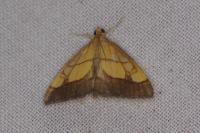 Evergestis limbata