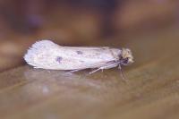Tinea trinotella