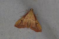 Endotricha flammealis