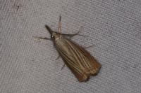 Chrysoteuchia culmella