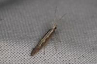 Plutella xylostella