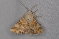Eremobia ochroleuca