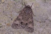 Acronicta megacephala