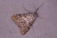 Elophila nymphaeata