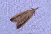 Donacaula forficella