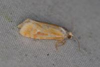 Rhyacionia buoliana