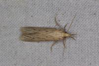Ematheudes punctella