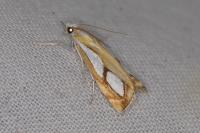Catoptria pinella