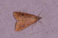 Udea ferrugalis