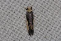 Monopis monachella