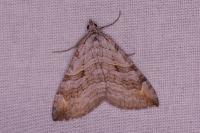Aplocera plagiata
