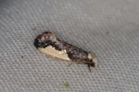 Monopis monachella