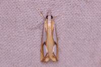 Catoptria pinella