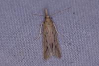 Ematheudes punctella