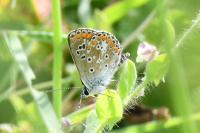 Aricia agestis