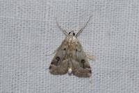 Parapoynx stratiotata