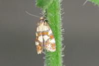 Aethes tesserana