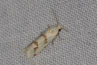 Aethes dilucidana
