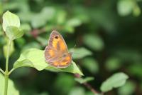 Pyronia tithonus