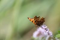 Polygonia c-album