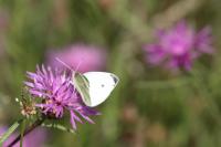 Pieris rapae