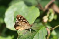 Pararge aegeria