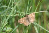 Erynnis tages