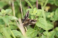 Autographa gamma