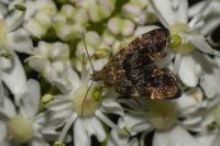 Anthophila fabriciana