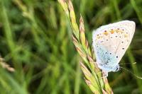 Polyommatus icarus