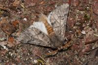 Thaumetopoea pityocampa
