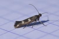 Scythris scopolella