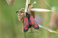 Zygaena loti