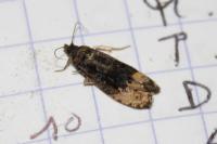 Hedya ochroleucana