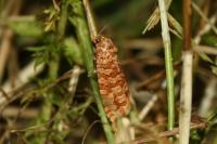 Lozotaeniodes formosana