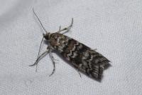 Dioryctria abietella