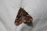 Callopistria juventina