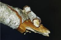 Phalera bucephala