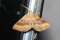 Scotopteryx chenopodiata